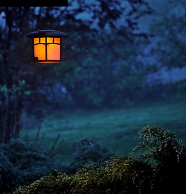 Una luz en el bosque