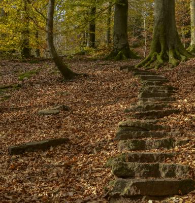 Escaleras en un  bosque