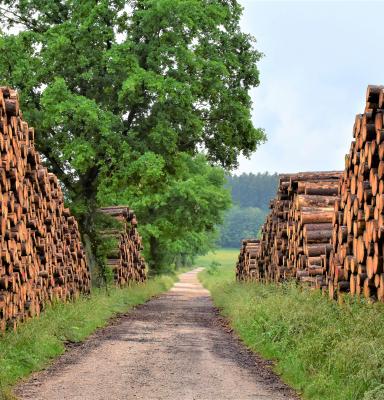 Troncos de madera apilados