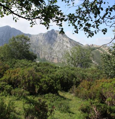 Bosque certificado FSC España