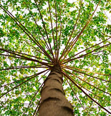 Árbol visto desde abajo