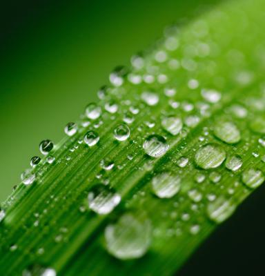 hoja con gotas de agua