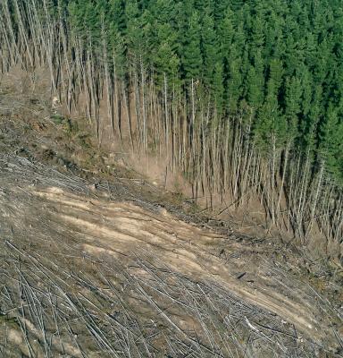 deforestación
