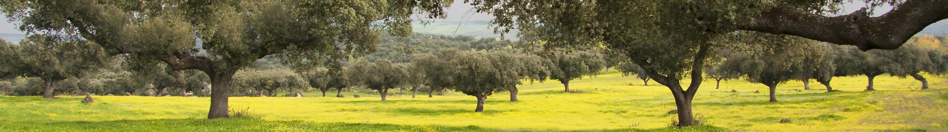 Dehesa de encinas