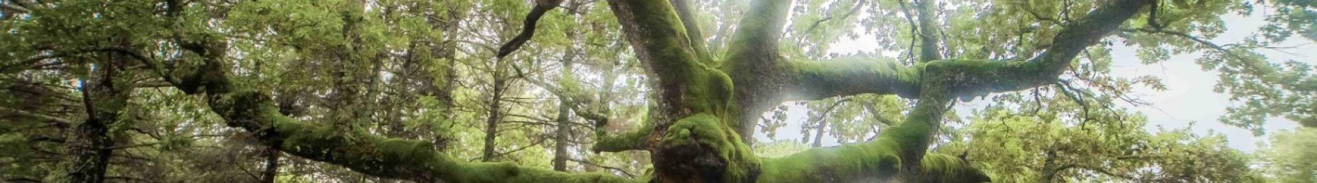 Árbol en el bosque
