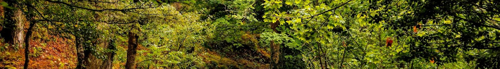 Bosque gallego