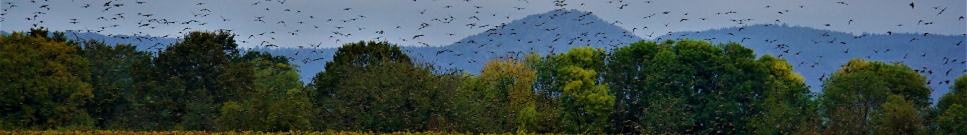 Aves sobrevolando el campo