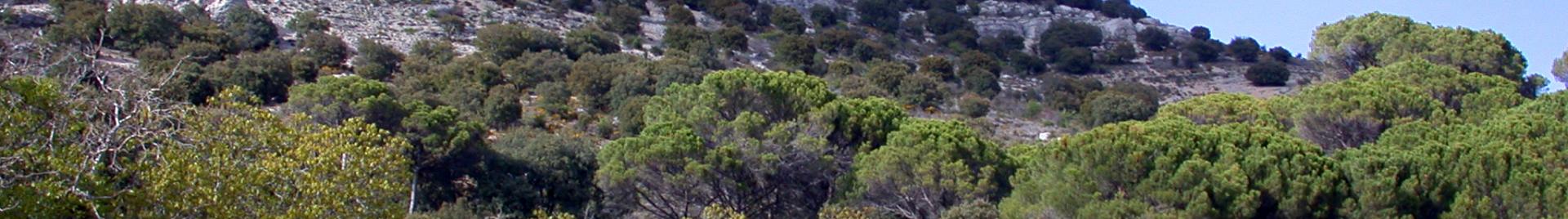 Fuentetoba. cf. Lic Sierra de Cabrejas