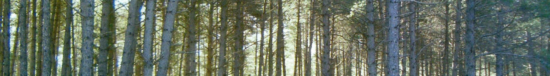 Bosques Cuenca