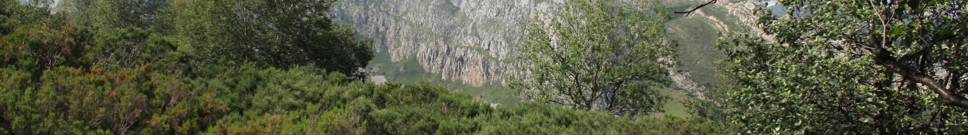 Bosque certificado FSC España