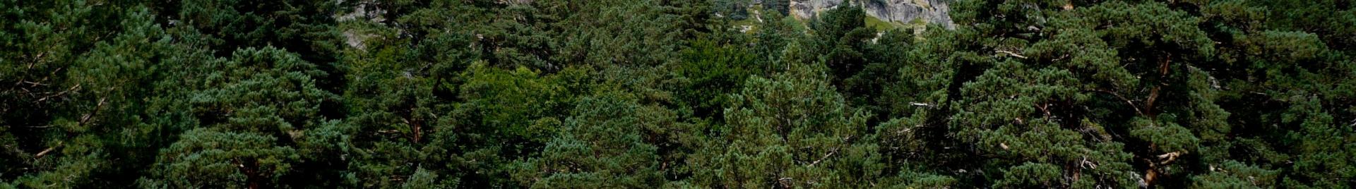Bosque Soria