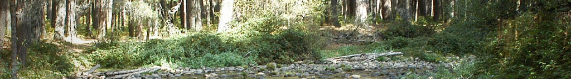Bosques