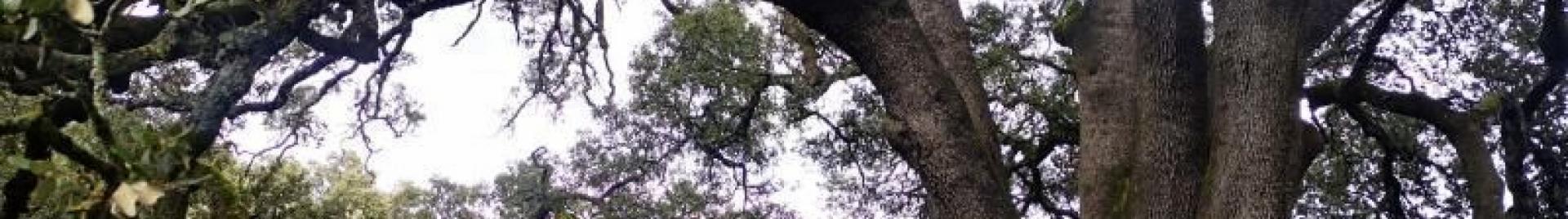 Carrasca de Lecina