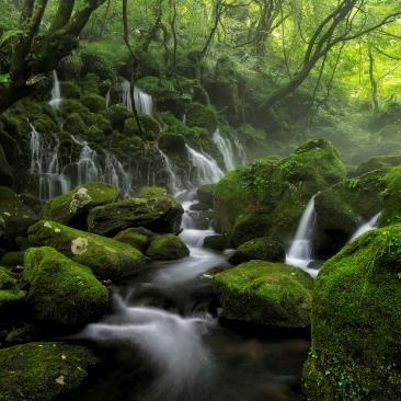 Riachuelo y bosque