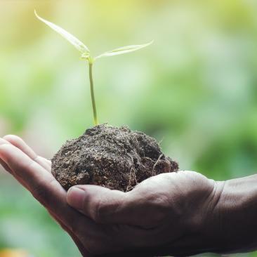 Planta creciendo en la palma de la mano