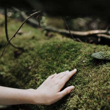 Mano tocando árbol