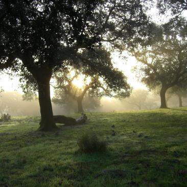 Protección de la biodiversidad alcornocales