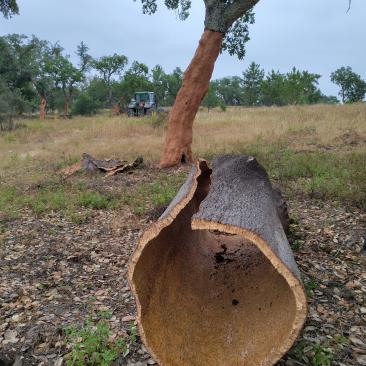 Descorche, un proceso natural.jpg